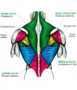 Back Muscles Diagram