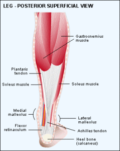 Calf Muscle Diagram